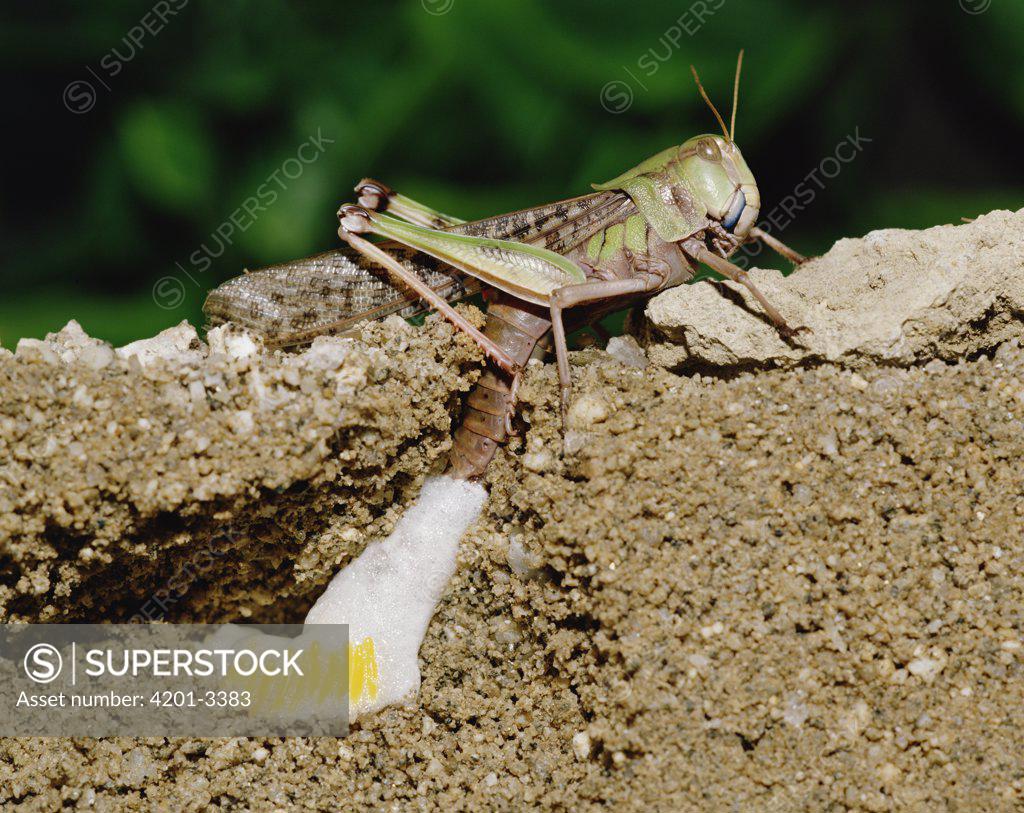Migratory Locust - (Locusta Migratoria) Stock Photo - Image of