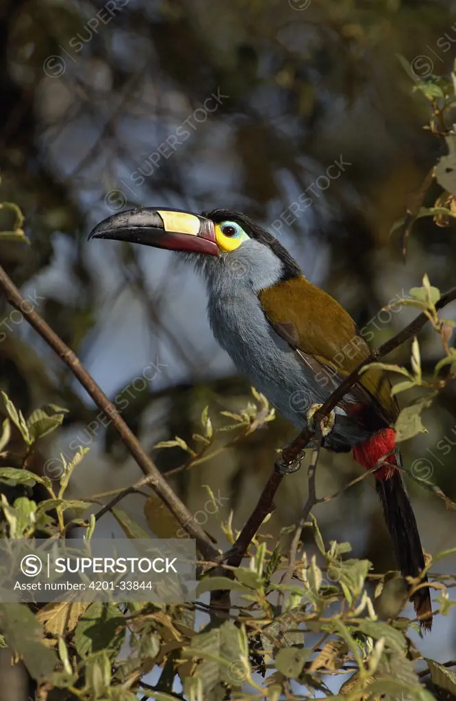 Plate-billed Mountain Toucan (Andigena laminirostris) perching in tree, Andes Mountains, Ecuador