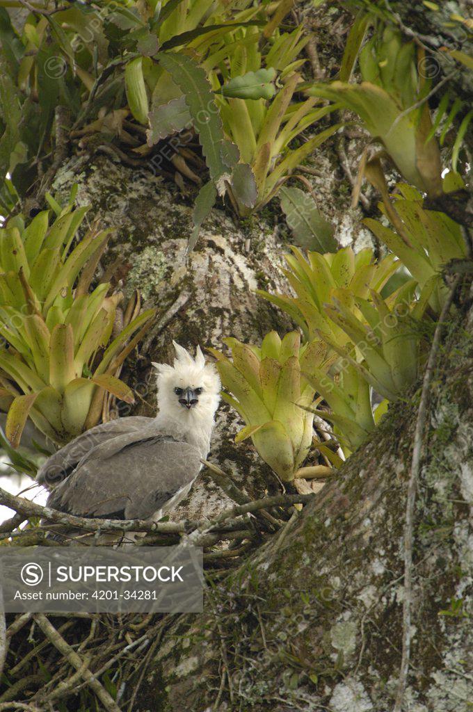 Harpy Eagle stock photo - Minden Pictures