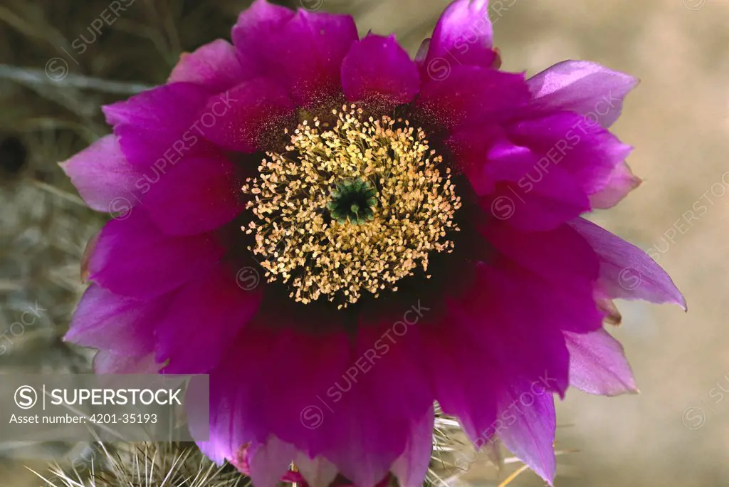 Hedgehog Cactus (Echinocereus engelmannii) in bloom, Sonoran Desert, Arizona