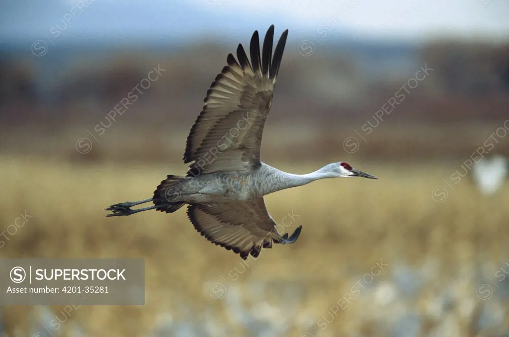 Sandhill Crane (Grus canadensis) adult flying, Bosque del Apache National Wildlife Refuge, New Mexico