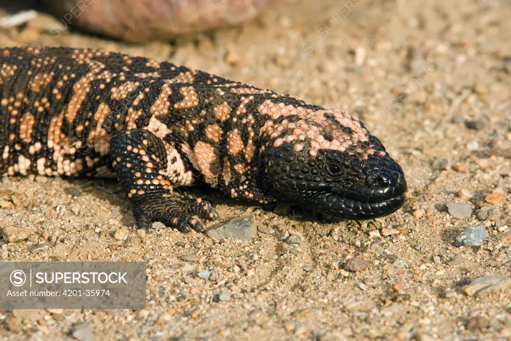 Gila Monster (Heloderma suspectum), Sonoran Desert, Arizona