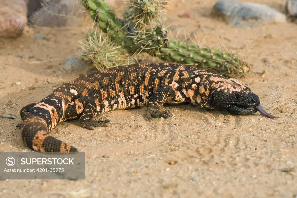 Gila Monster (Heloderma suspectum), Sonoran Desert, Arizona