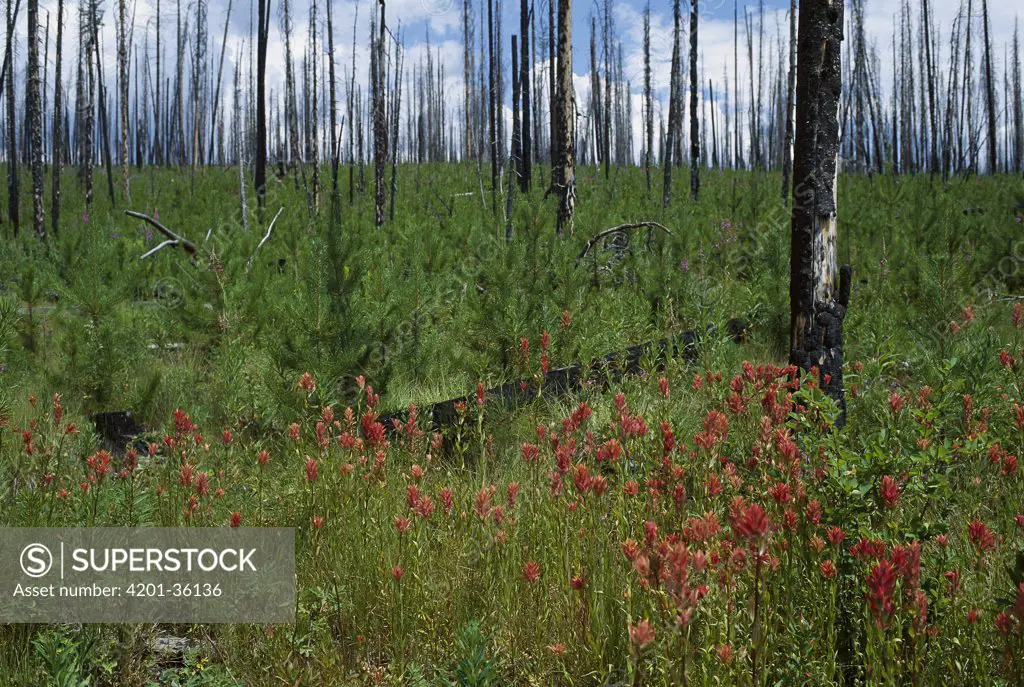 Evidence of fire on burned trees and new growth emerging from forest floor, Rocky Mountains, North America