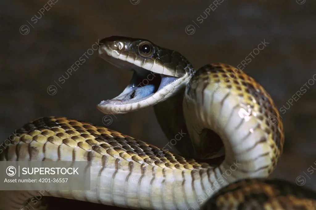 Trinket Snake (Elaphe helena) harmless snake displays colorful mouth as a warning signal when threatened, native to Asia