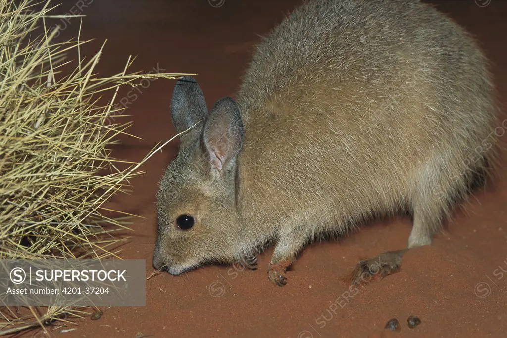 Rufous Hare-wallaby (Lagorchestes hirsutus) on red sand by Spinifex grass at night, Tanami Desert, Northern Territory, Australia