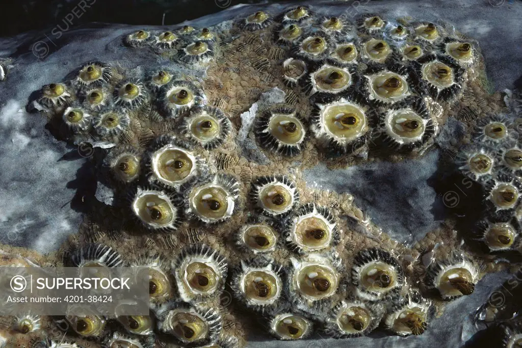 Gray Whale (Eschrichtius robustus) skin with barnacles and sea lice, San Ignacio Lagoon, Baja California, Mexico