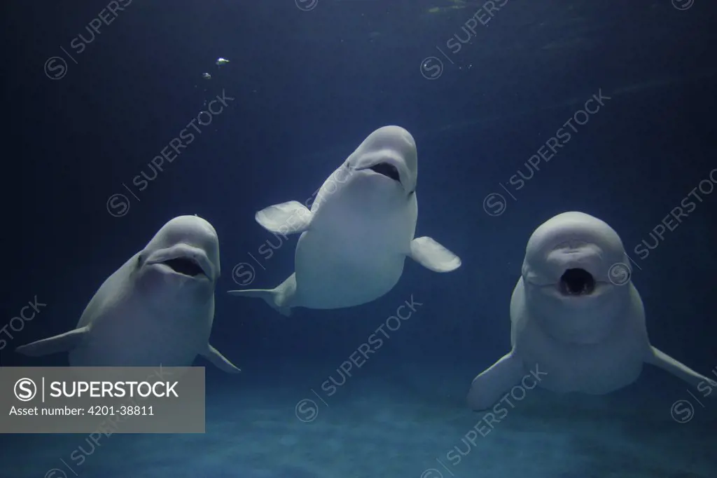 Beluga (Delphinapterus leucas) whale trio calling, vulnerable, Shimane Aquarium, Japan