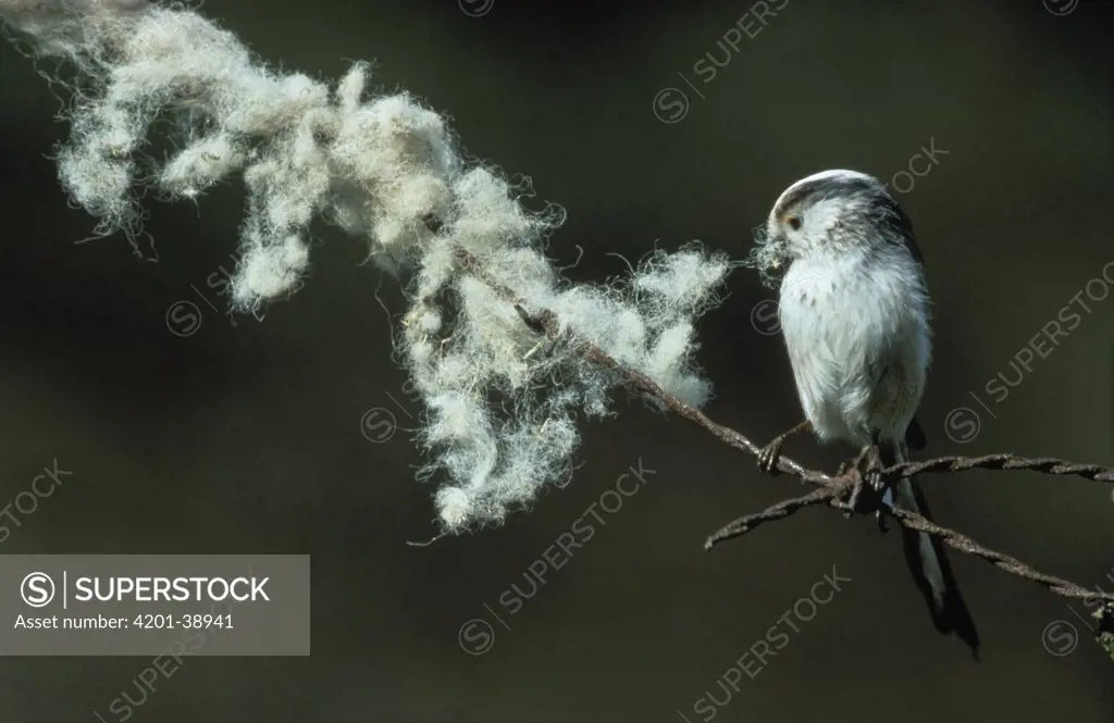 Long-tailed Tit (Aegithalos caudatus) adult perched on barbed wire collecting nest material, Europe
