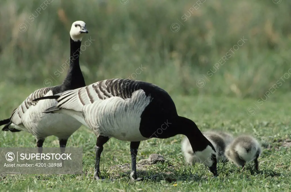 Barnacle Goose (Branta leucopsis) two adults with young foraging for food on the ground, Europe