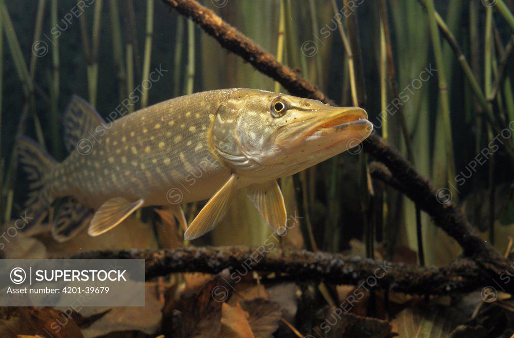 Pike (Esox lucius) - A Fascinating Freshwater Predatory Fish