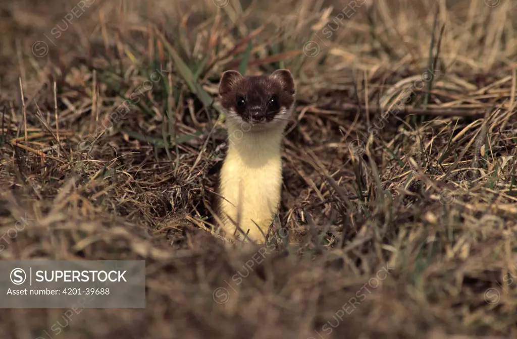 Short-tailed Weasel (Mustela erminea) alert adult emerging from burrow, Europe