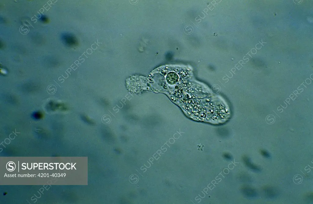 Amoeba (Amoeba sp) magnified image