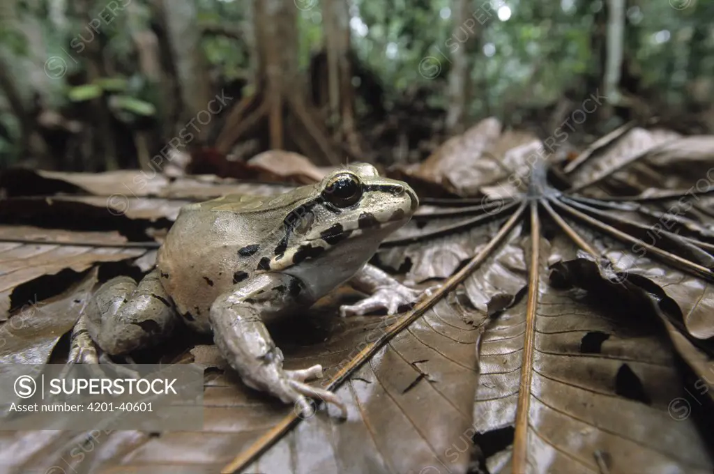 Knudsen's Frog (Leptodactylus knudseni) camouflaged among leaves on forest floor, Iwokrama Wildlife Reserve, Guyana