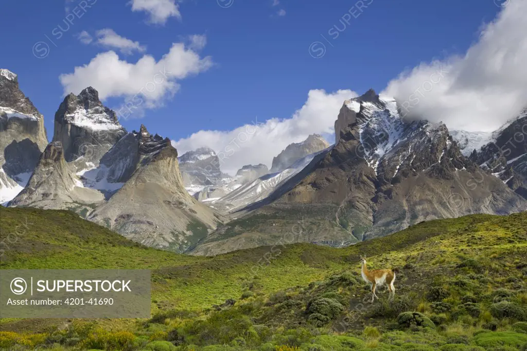 Guanaco (Lama guanicoe) standing on grassy slope with rugged Cuernos del Paine peaks in the background, Torres del Paine National Park, Chile