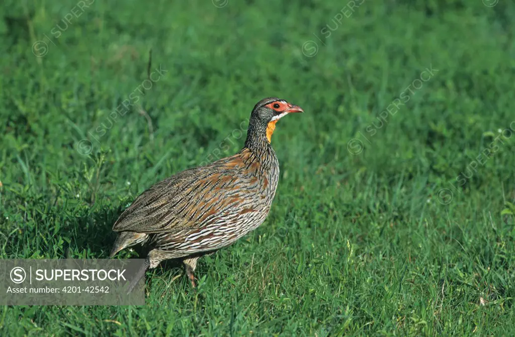 Grey-breasted Spurfowl (Francolinus rufopictus) walking on lawn, Tanzania