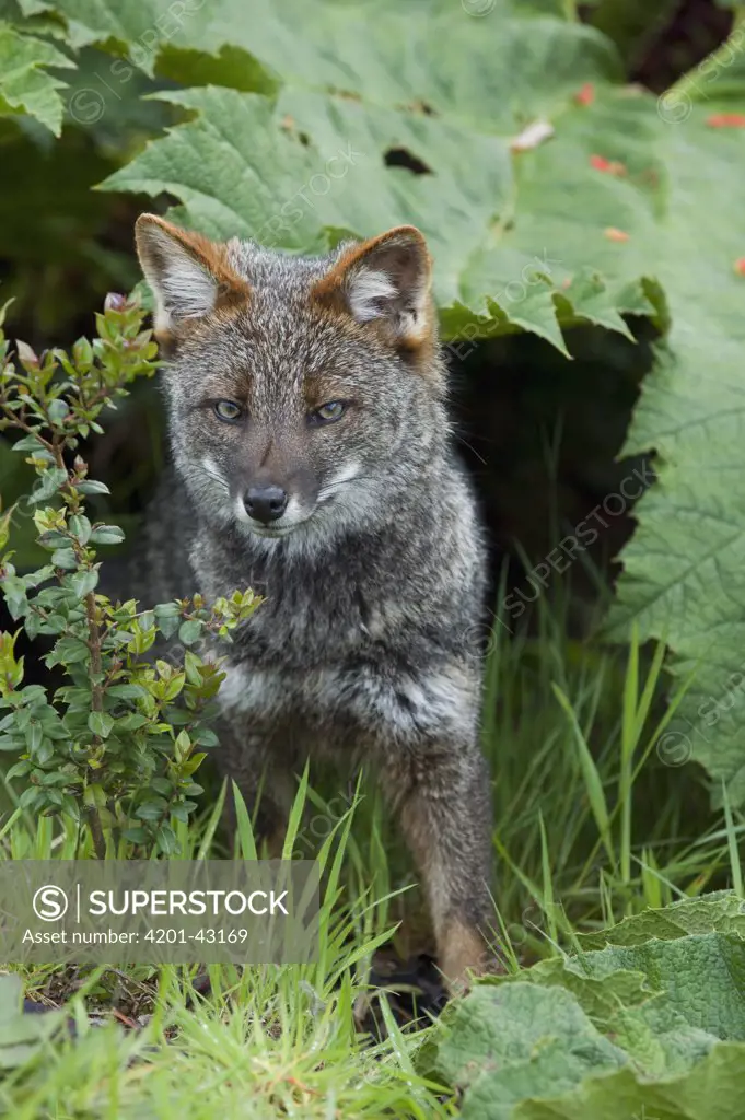 Darwin's Zorro (Lycalopex fulvipes) a critically endangered fox, Chiloe Island, Chile