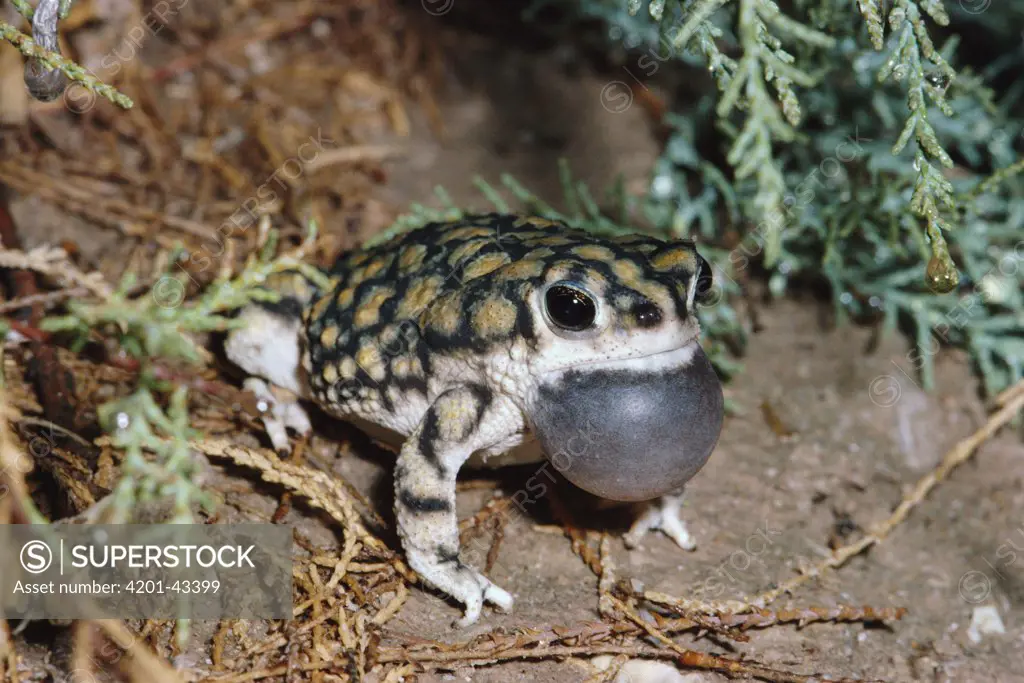 Sonoran Green Toad (Bufo retiformis) male vocalizing, North America