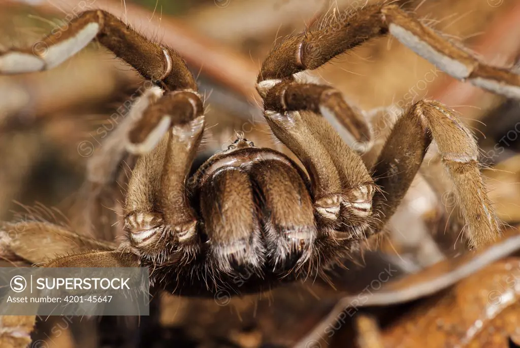 Tarantula (Theraphosidae) in threat posture, Panama