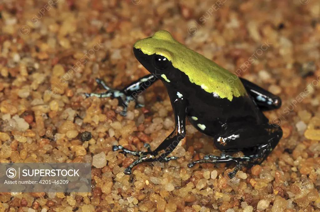 Climbing Mantella (Mantella laevigata), a poison dart frog, Masoala National Park, Madagascar