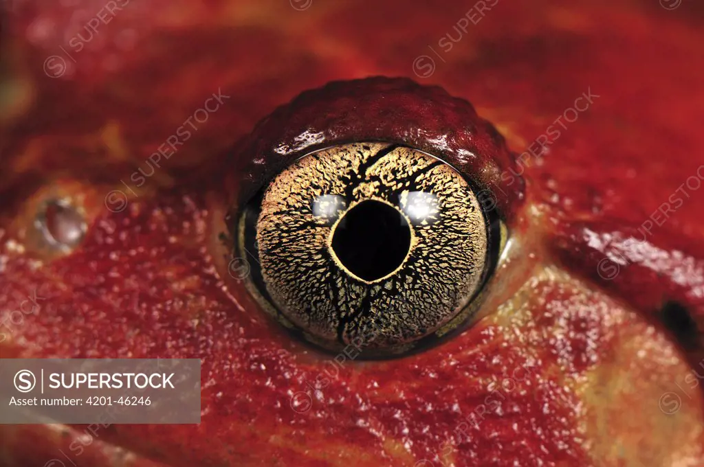 Tomato Frog (Dyscophus antongilii) eye, very rare in nature, only found in the town of Maroantsetra, Madagascar