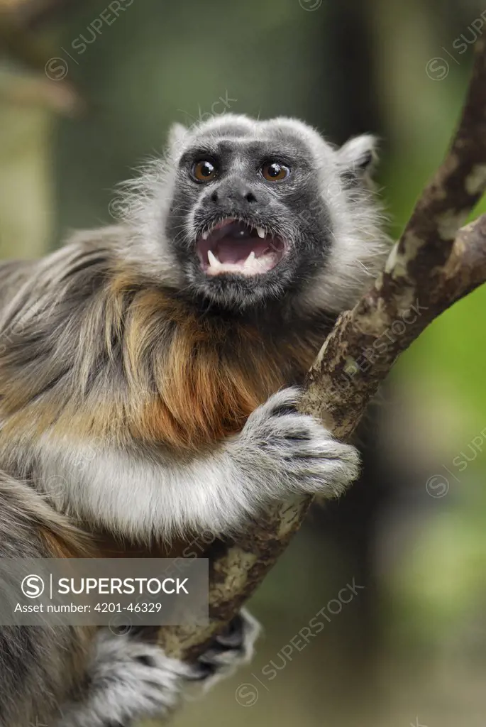 White-footed Tamarin (Saguinus leucopus) calling, Colombia