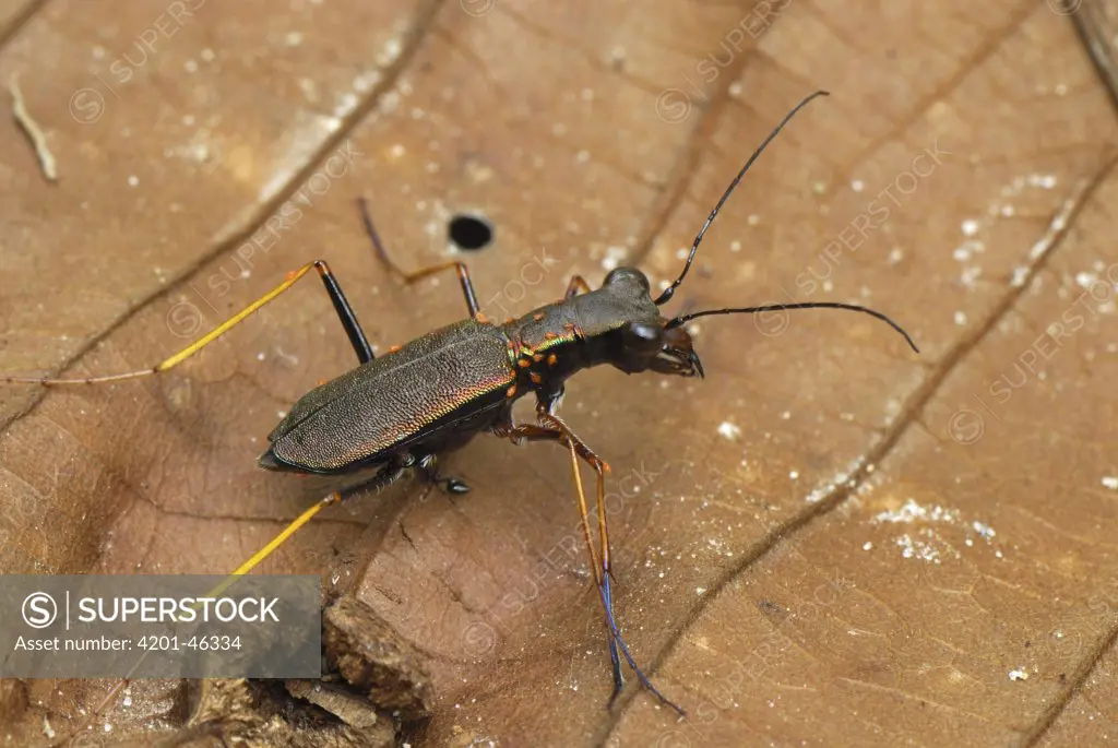 Tiger Beetle (Cicindelidae) on leaf, Allpahuayo Mishana National Reserve, Peru