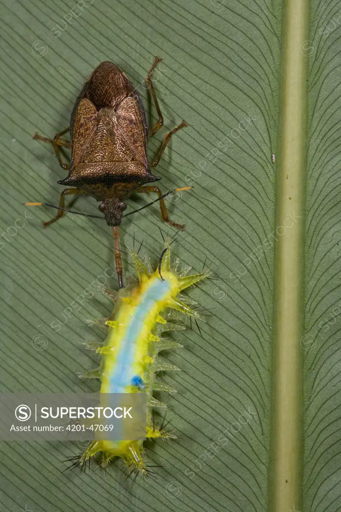 Cup Moth (Limacodidae) caterpillar with aposematic coloration investigated by beetle, Atewa Range Forest Reserve, Ghana