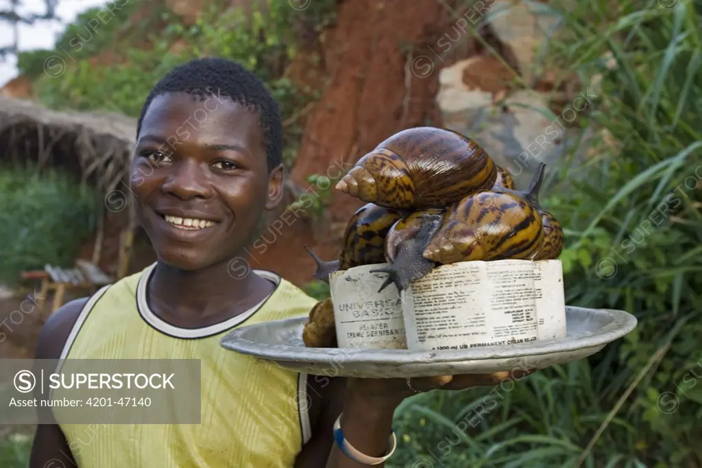 Giant African Land Snail (Achatina sp) group on platter, Atewa Range, Ghana