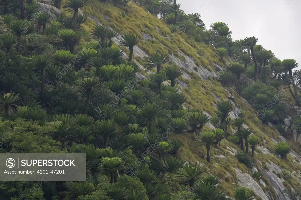 Modjadji Cycad (Encephalartos transvenosus) forest covering valley slopes, Modjadji Cycad Reserve, South Africa