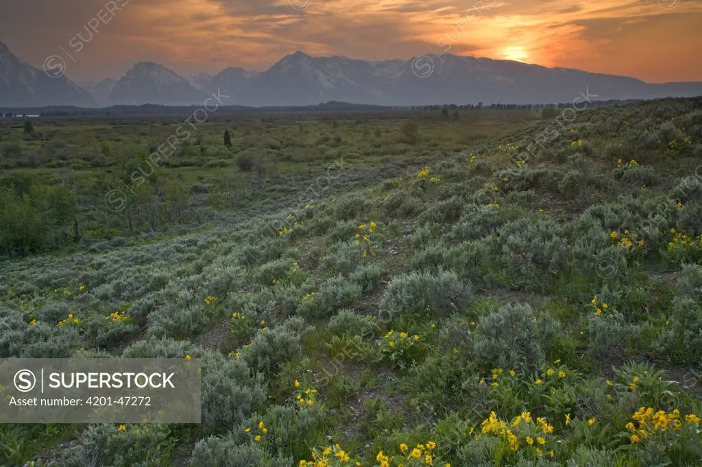 Sedge vegetation and Grand Teton mountains at sunset, Grand Teton National Park, Wyoming