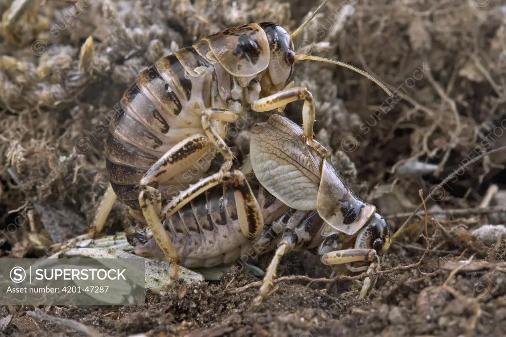 Sagebrush Grig (Cyphoderris strepitans) cricket female eating males wings - a form of sexual cannibalism, Grand Teton National Park, Wyoming