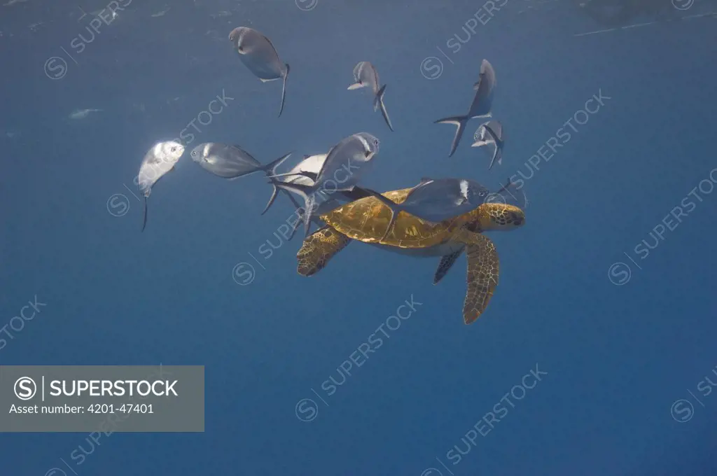 Steel Pompano (Trachinotus stilbe) group cleaning Pacific Green Sea Turtle (Chelonia mydas agassizi), Galapagos Islands, Ecuador