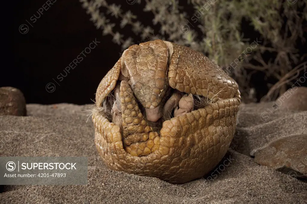 Southern Three-banded Armadillo (Tolypeutes matacus) rolling into a ball to defend itself, Texas