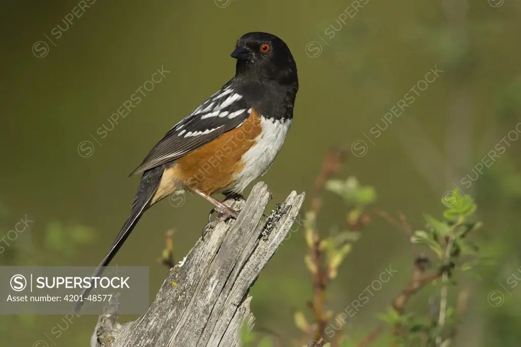 Rufous-sided Towhee (Pipilo erythrophthalmus) male on snag, western Montana