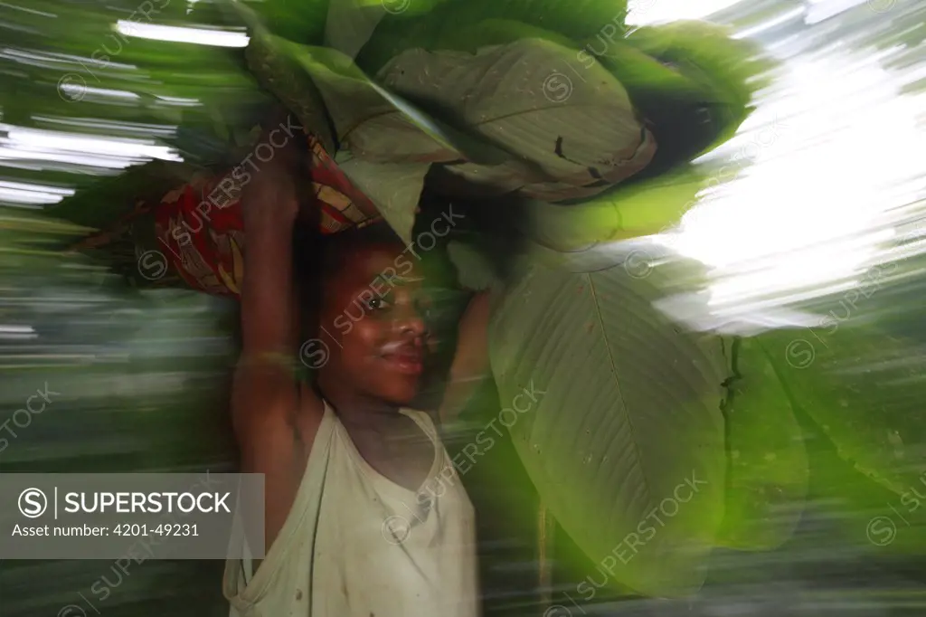 Ngongo (Megaphrynium macrostachyum) leaves used by the Baka people to make a Mongolu, a hut made from sticks and leaves, Cameroon