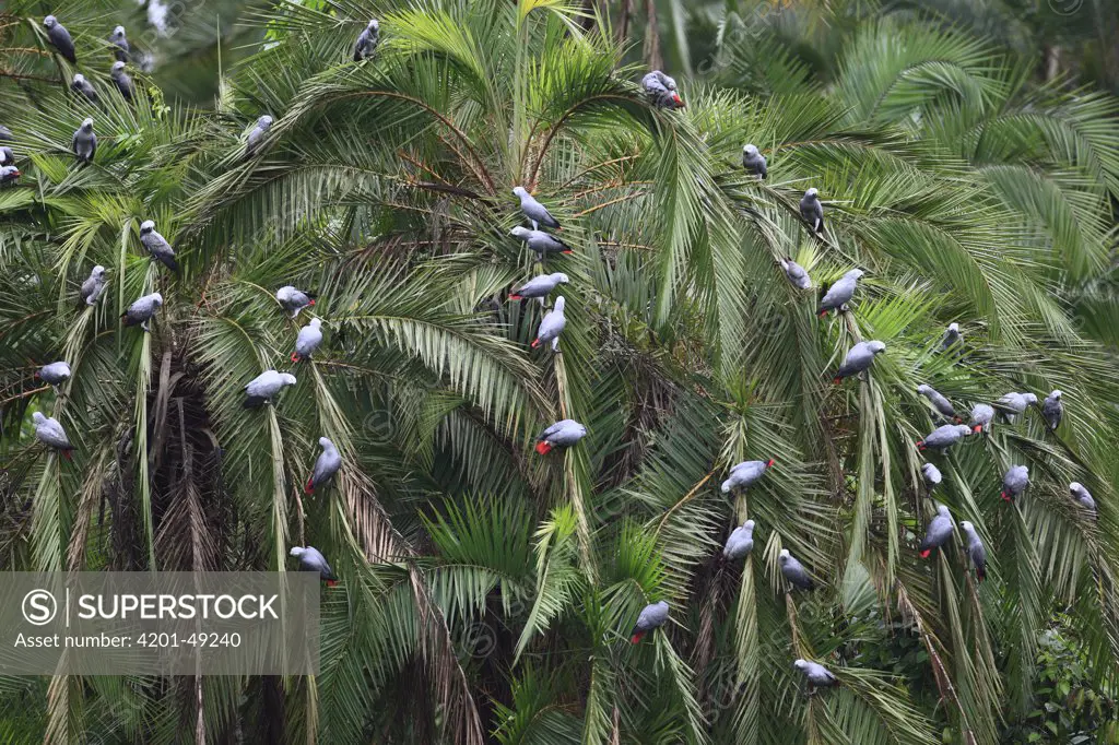 African Grey Parrot (Psittacus erithacus) flock in palm trees, Lobeke National Park, Cameroon