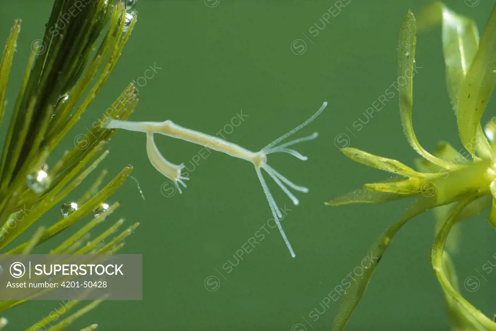 Hydra (Hydra vulgaris), Germany