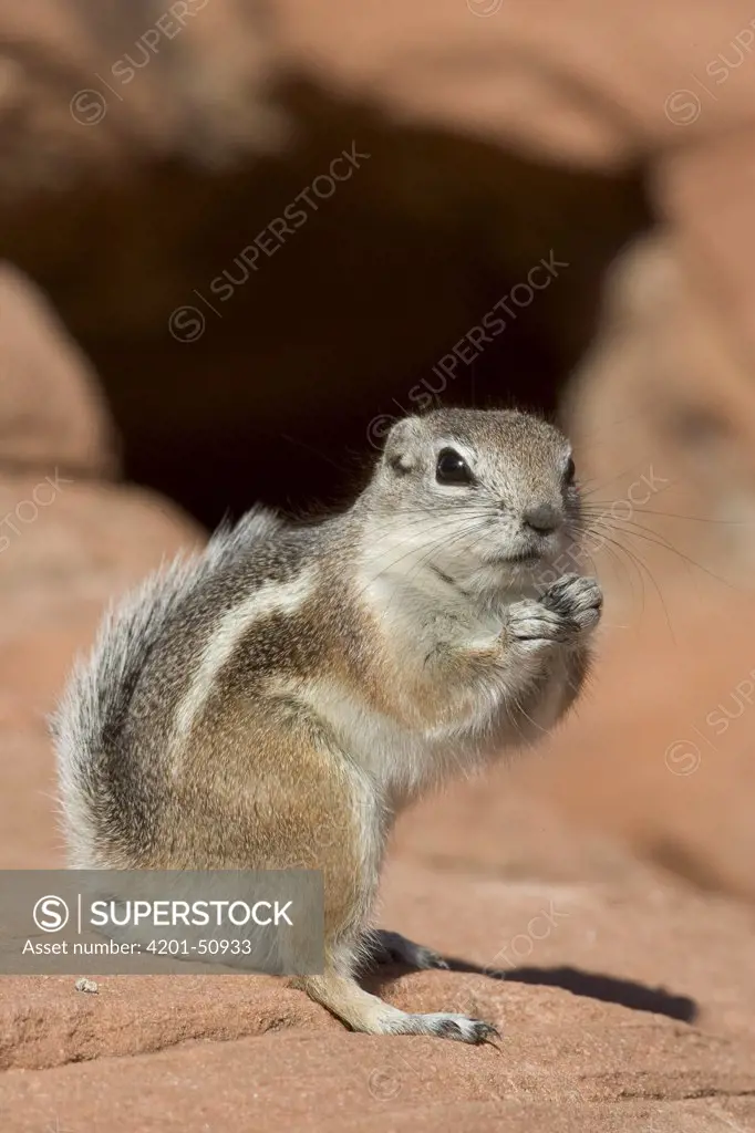 White-tailed Antelope Squirrel (Ammospermophilus leucurus) standing on hind legs, southern Nevada