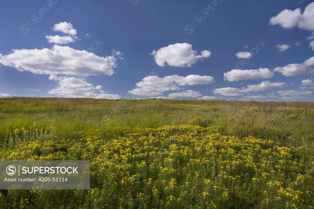 Tallgrass prairie, Touch the Sky Northern Tallgrass Prairie National Wildlife Refuge, Minnesota