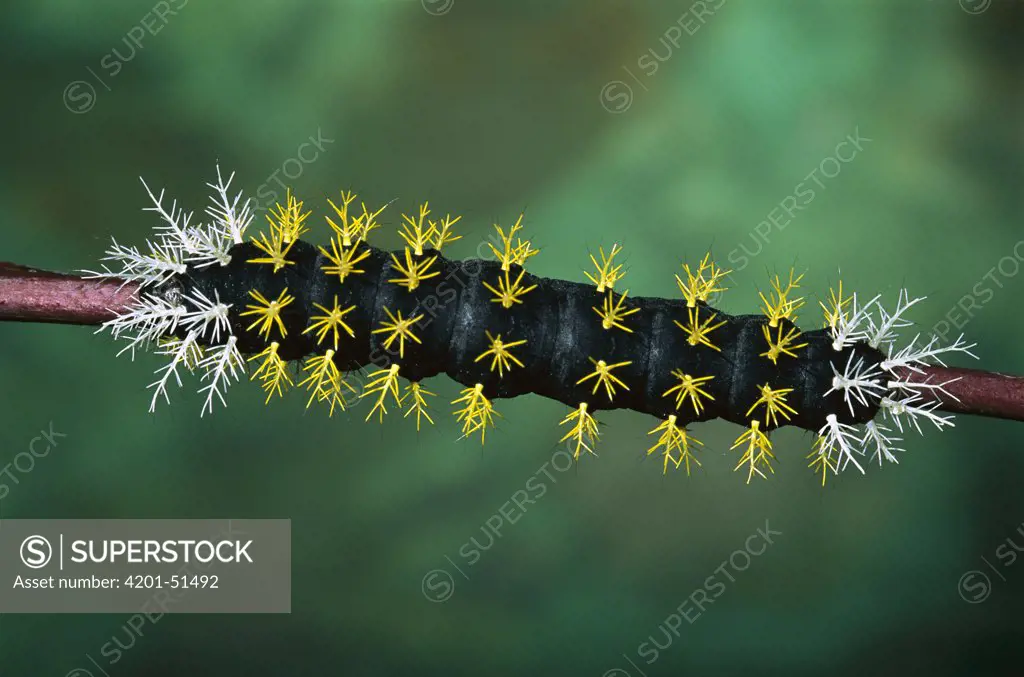 Saturniid Moth (Saturniidae) caterpillar, western slope of Andes