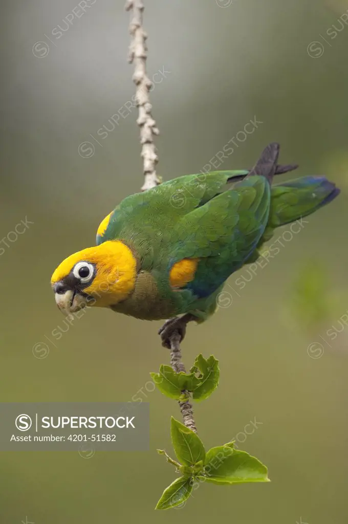 Saffron-headed Parrot (Pionopsitta pyrilia), Colombia
