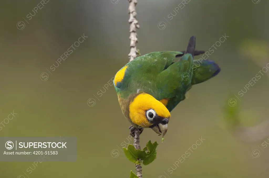 Saffron-headed Parrot (Pionopsitta pyrilia), Colombia