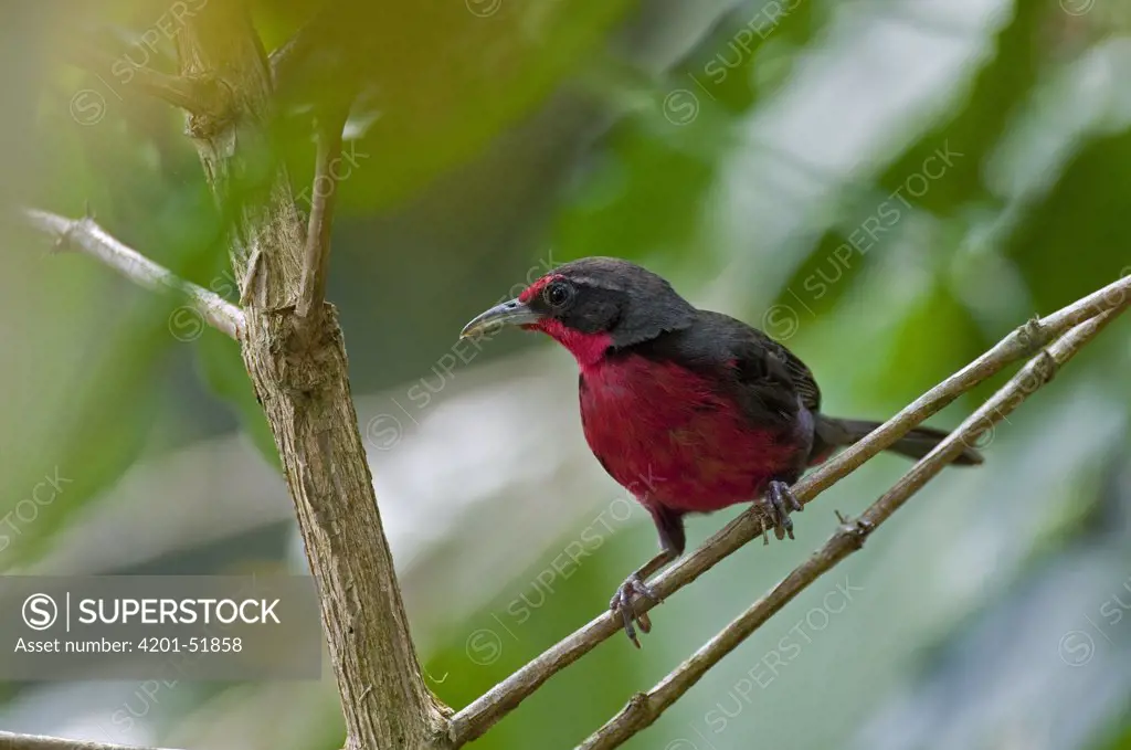 Rosy Thrush-Tanager (Rhodinocichla rosea), Colombia