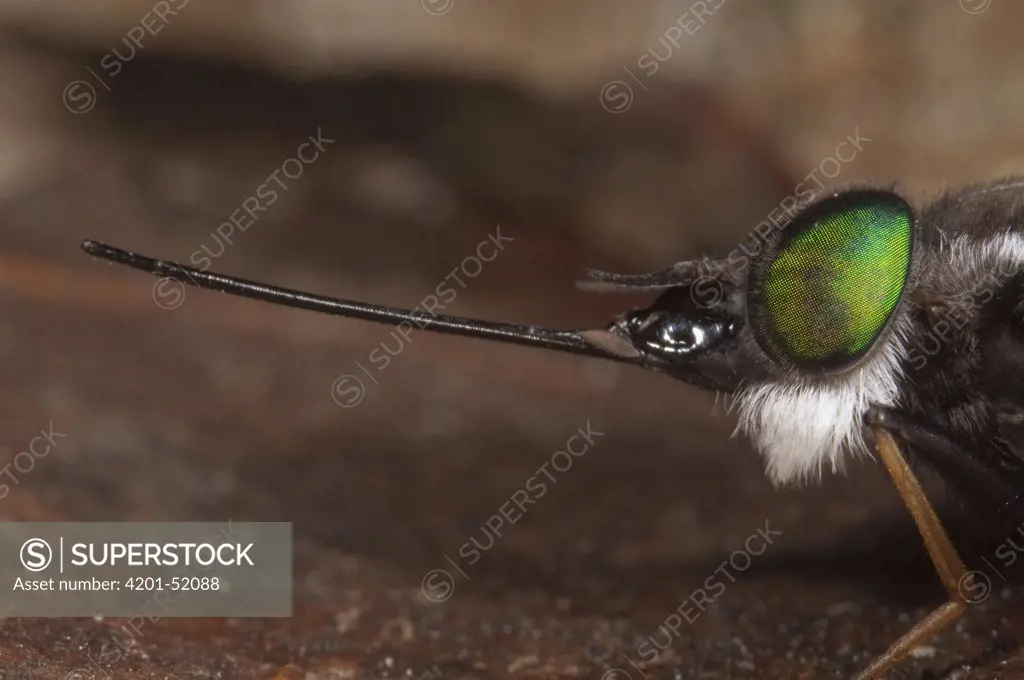 Horse Fly (Tabanidae) with extremely long proboscis, Amazon, Ecuador