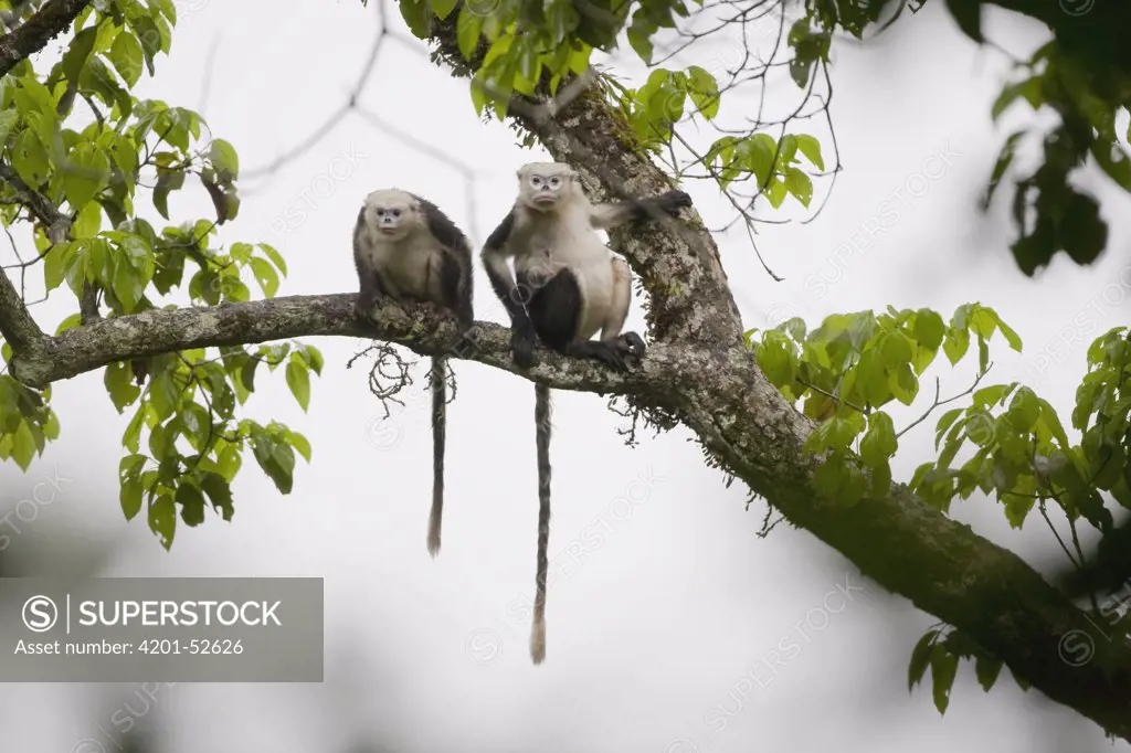 Tonkin Snub-nosed Monkey (Rhinopithecus avunculus) pair finding shelter from rain, Ha Giang, Vietnam