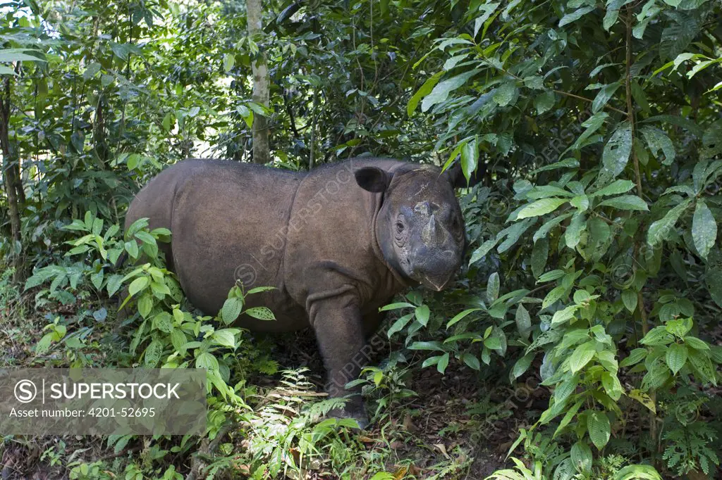 Sumatran Rhinoceros (Dicerorhinus sumatrensis), Sumatran Rhino Sanctuary, Way Kambas National Park, Indonesia