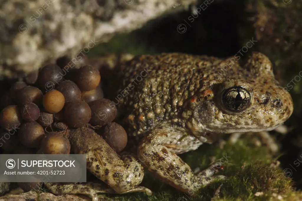 Midwife Toad (Alytes obstetricans) male carries eggs wrapped around his back legs until they hatch, Burgundy, France