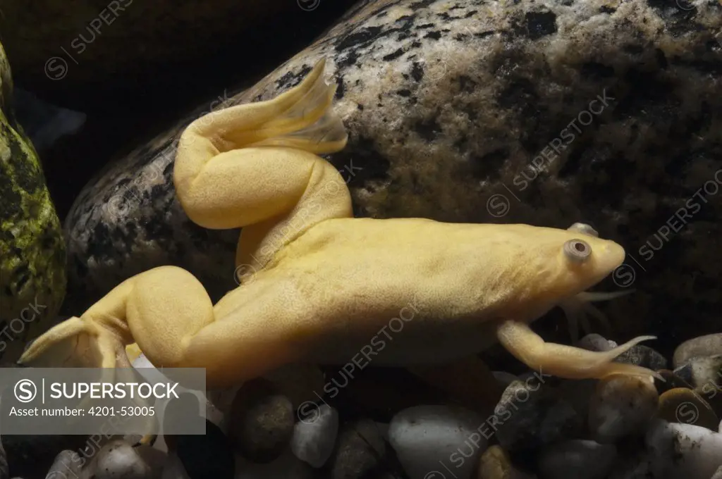 African Clawed Frog (Xenopus laevis) albino, southern Africa