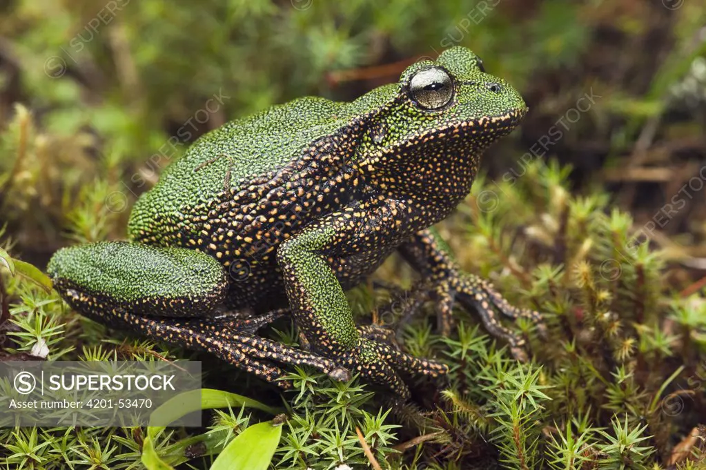 Marsupial Frog (Gastrotheca sp), a newly discovered species, Podocarpus National Park, Ecuador